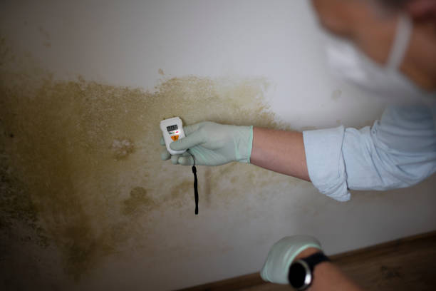 Best HVAC Mold Remediation in East Missoula, MT