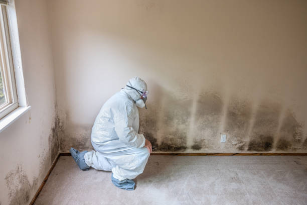 Best Residential Mold Remediation in East Missoula, MT