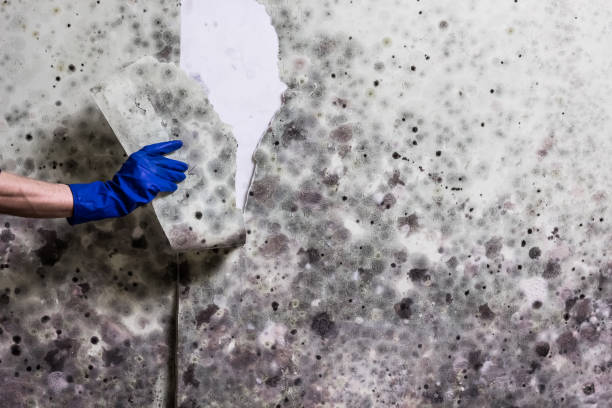 Best White Mold Remediation in East Missoula, MT