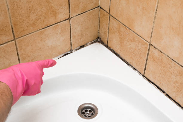 Best Mold Testing and Inspection Services in East Missoula, MT